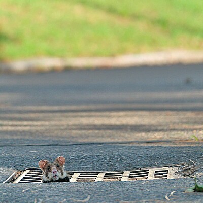 Stadttiere - Hamster Hamster auf Straße