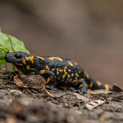 Salamander Schwarzer Salamander im Wald