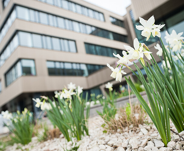 Pflanzen wachsen vor dem Technologiezentrum Seestadt in der Seestadt Aspern