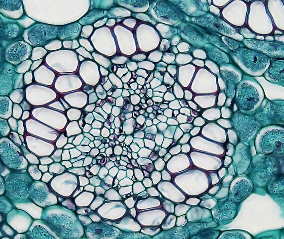 Microscope image of a human cell.